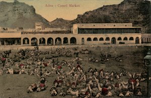 Camel Market, Aden