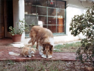 Taffy and Ranger on brick walk, 1960s